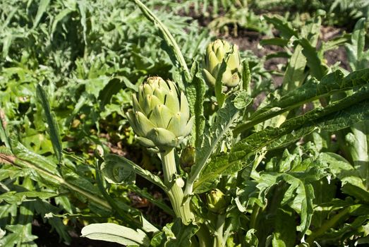 Artichokes grow in field California USA