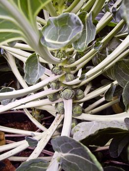 Brussel Sprouts grow in field California USA