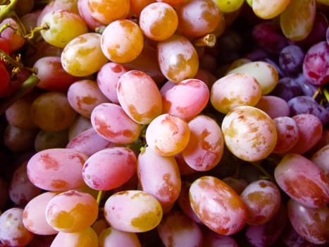 Red Grapes on the Vine in California USA