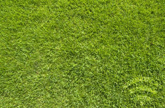 Wireless icon on green grass texture and background 