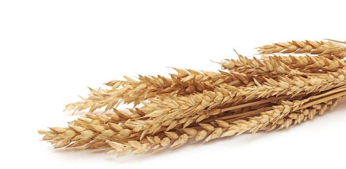 Wheat ears isolated on white background