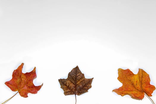 Three Vibrant Autumn Maple Leaves are Isolated on White