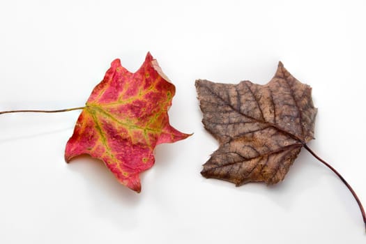 Two Autumn Maple Leaves are Isolated on White