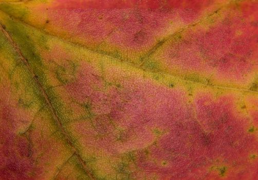 An Extreme Macro of Autumn Maple Leaf in Vibrant Color