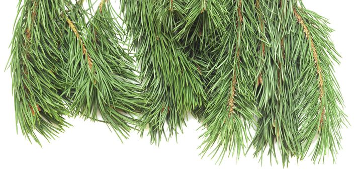 Close up of fir tree branch on white 