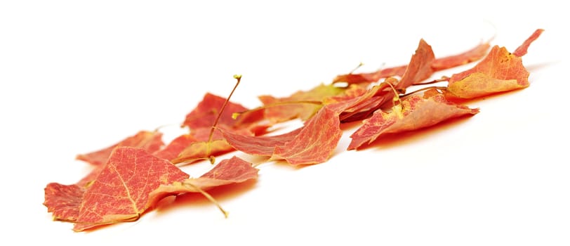 red leafs on white background