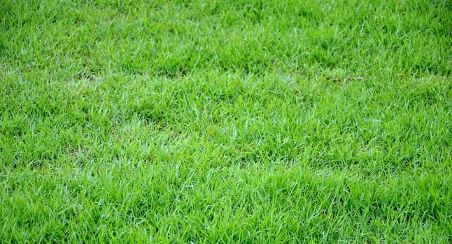Green grass texture background in garden