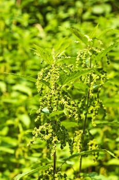 stinging-nettle