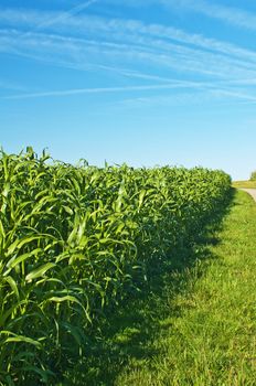 Sudan grass, Sorghum sudanense energy plant for gas