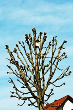 bird house with tenement