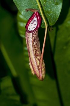 Trap flower (plant anatomy) nepenthes pitfall trap Monkey cups plant