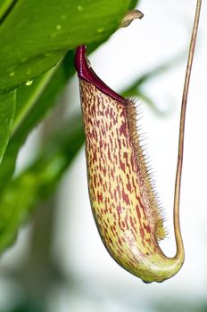 Trap flower (plant anatomy) nepenthes pitfall trap Monkey cups plant