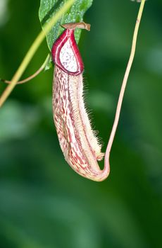 Trap flower (plant anatomy) nepenthes pitfall trap Monkey cups plant