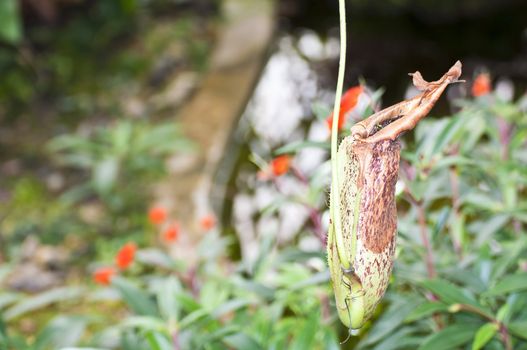 Trap flower (plant anatomy) nepenthes pitfall trap Monkey cups plant