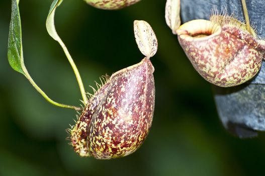 Trap flower (plant anatomy) nepenthes pitfall trap Monkey cups plant