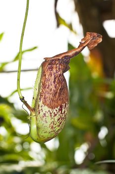 Trap flower (plant anatomy) nepenthes pitfall trap Monkey cups plant