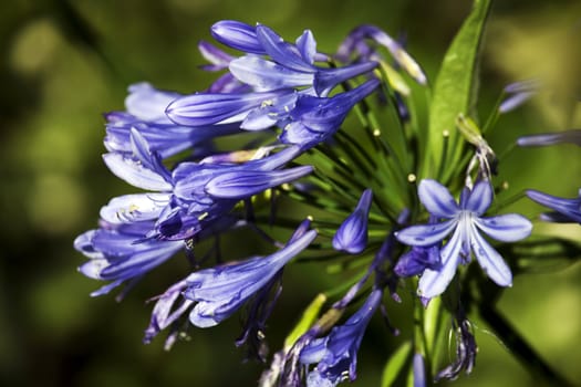Close-up on blue flowers 