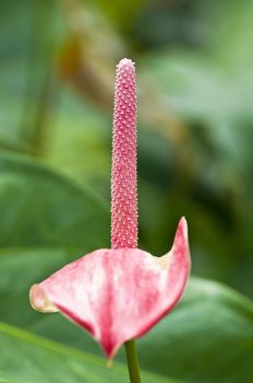 Flamingo Flower in the garden