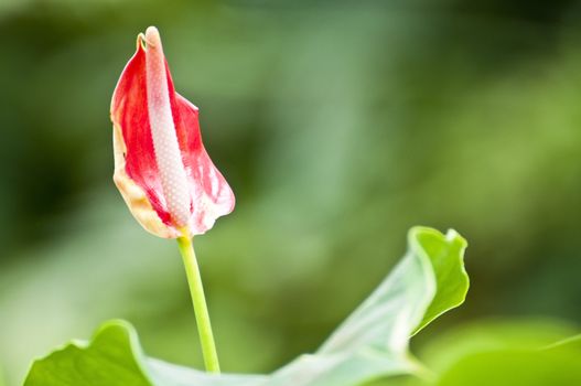 Flamingo Flower in the garden