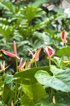 Flamingo Flower in the garden