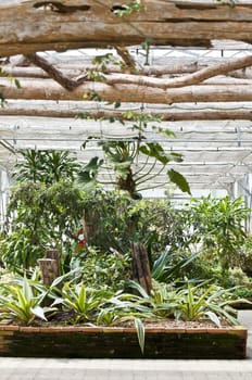 Lush green fern garden