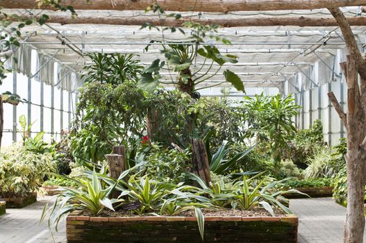 Lush green fern garden