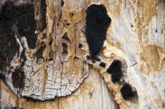 Background of timber black and white burned wood texture