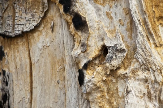 Background of timber black and white burned wood texture