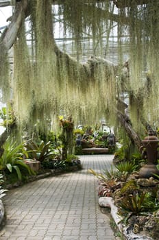 Lush green fern garden