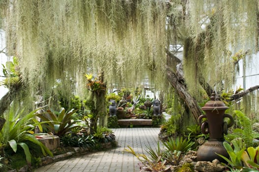 Lush green fern garden