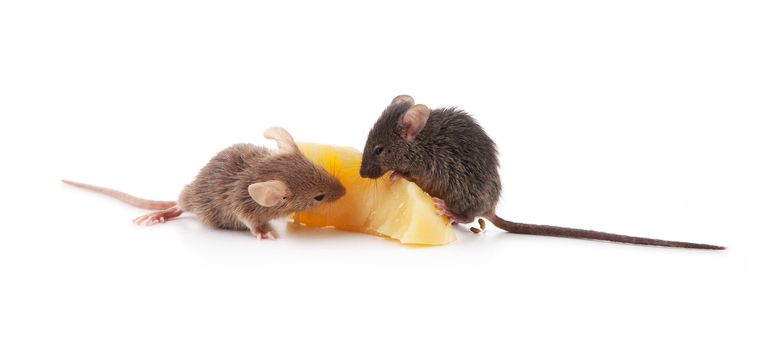 Mice and cheese isolated on a white background