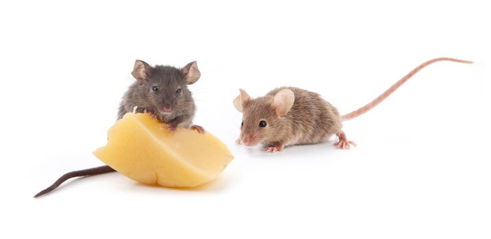 Mouse and cheese isolated on a white background