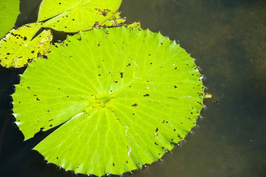 green leaves of lotus flower