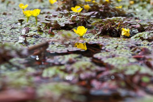 tiny yellow lotus flower