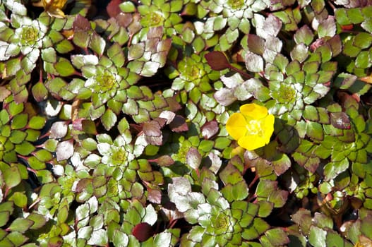 tiny yellow lotus flower