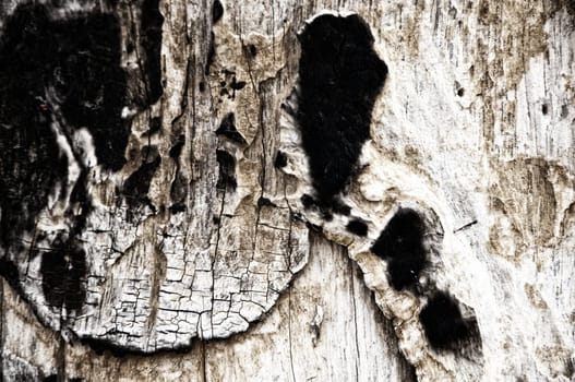 Background of timber black and white burned wood texture