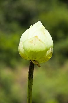 white water lily