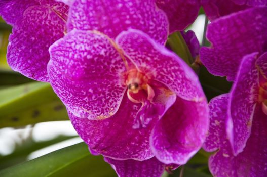 Purple orchid