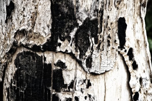 Background of timber black and white burned wood texture