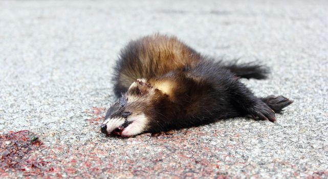 ferret (mustela putorius) killed by car on a mountain road