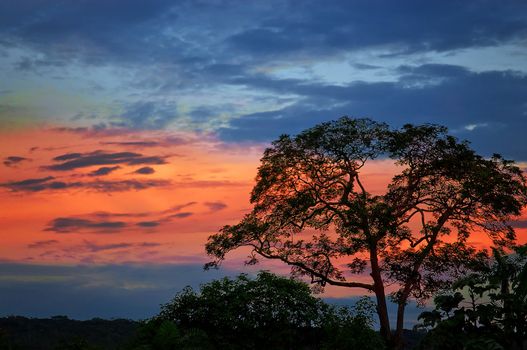 Dusk with a blue sky with a red band and the silhouette of a tree in the foreground.