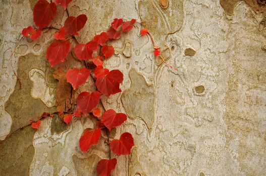 An abstract photo of red leaves growing on the brownish grayish bark of a tree.