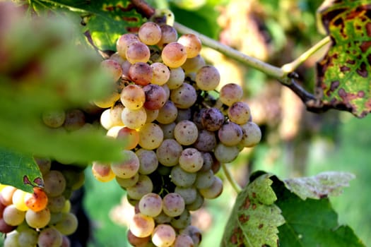 White grape