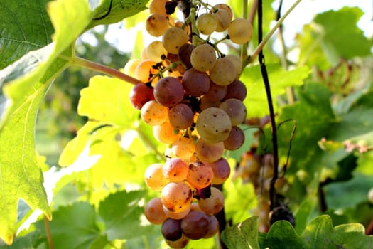 White grape