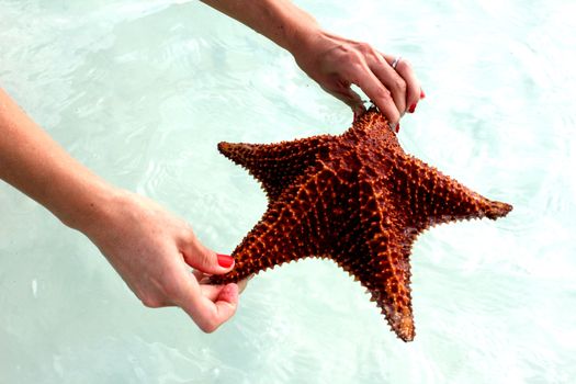 Starfish in the clear water of the Caribbean