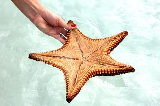 Starfish in the clear water of the Caribbean