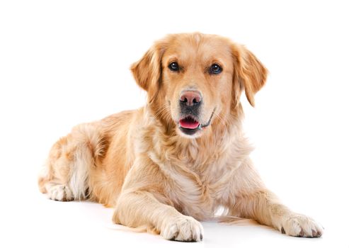 golden retriever dog laying over white background 