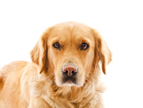 closeup on sad face expression of golden retriever dog over white background 