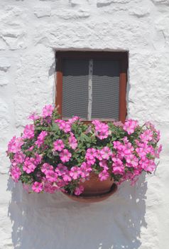 Pink flowers on a window, with white wall
