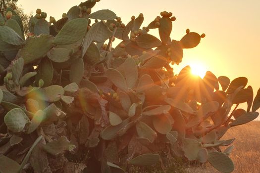 Sun shining through branches of Indian fig cactus
